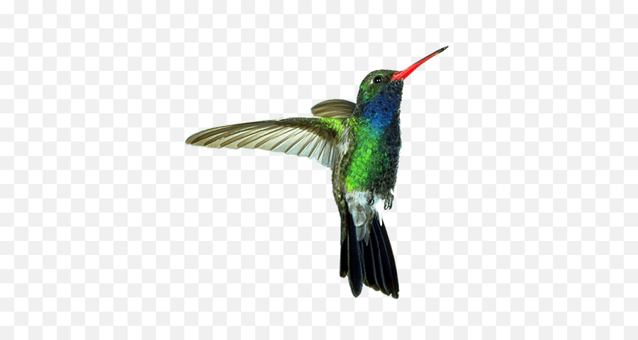 Hummingbird Transparent - Humming Birds Transparent Background Png,Hummingbird Png