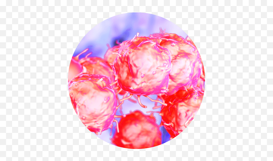 Cord Tissue Mscs Mesenchymal Stem Cells And Why They Are - Cord Tissue And Mesenchymal Stem Cells Png,Cells Png