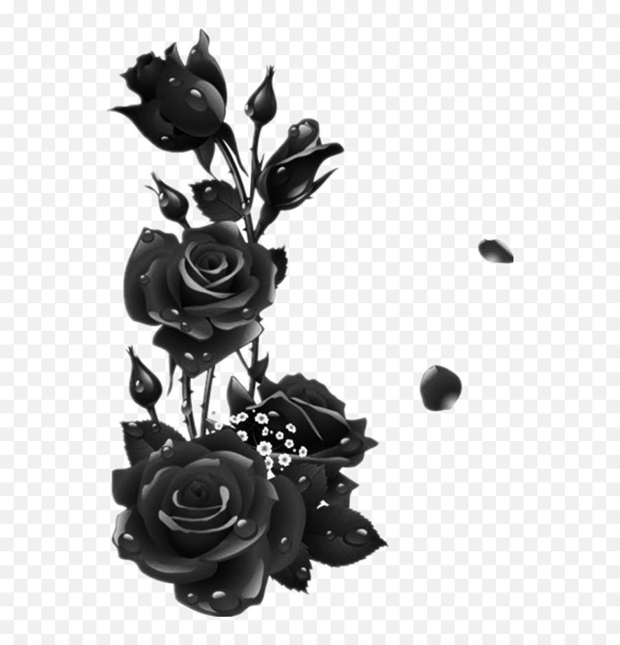 Black Roses - Flower Frame Png Free Download Png Download Black Rose Png,Black Roses Png
