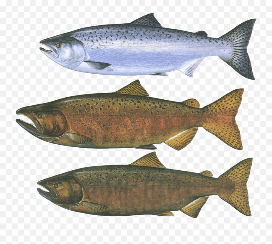 Santa Monica Seafood - Fish Products Png,Salmon Transparent