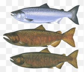 Santa Monica Seafood - Fish Products Png,Salmon Transparent
