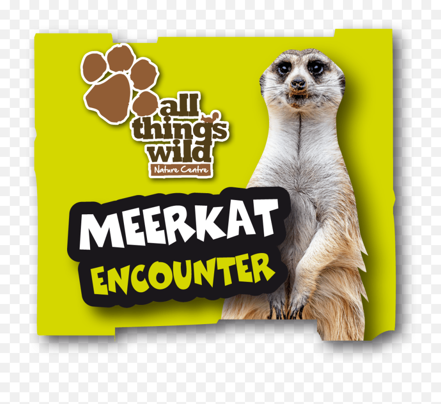 Meerkat Encounter - All Things Wild Png,Meerkat Png