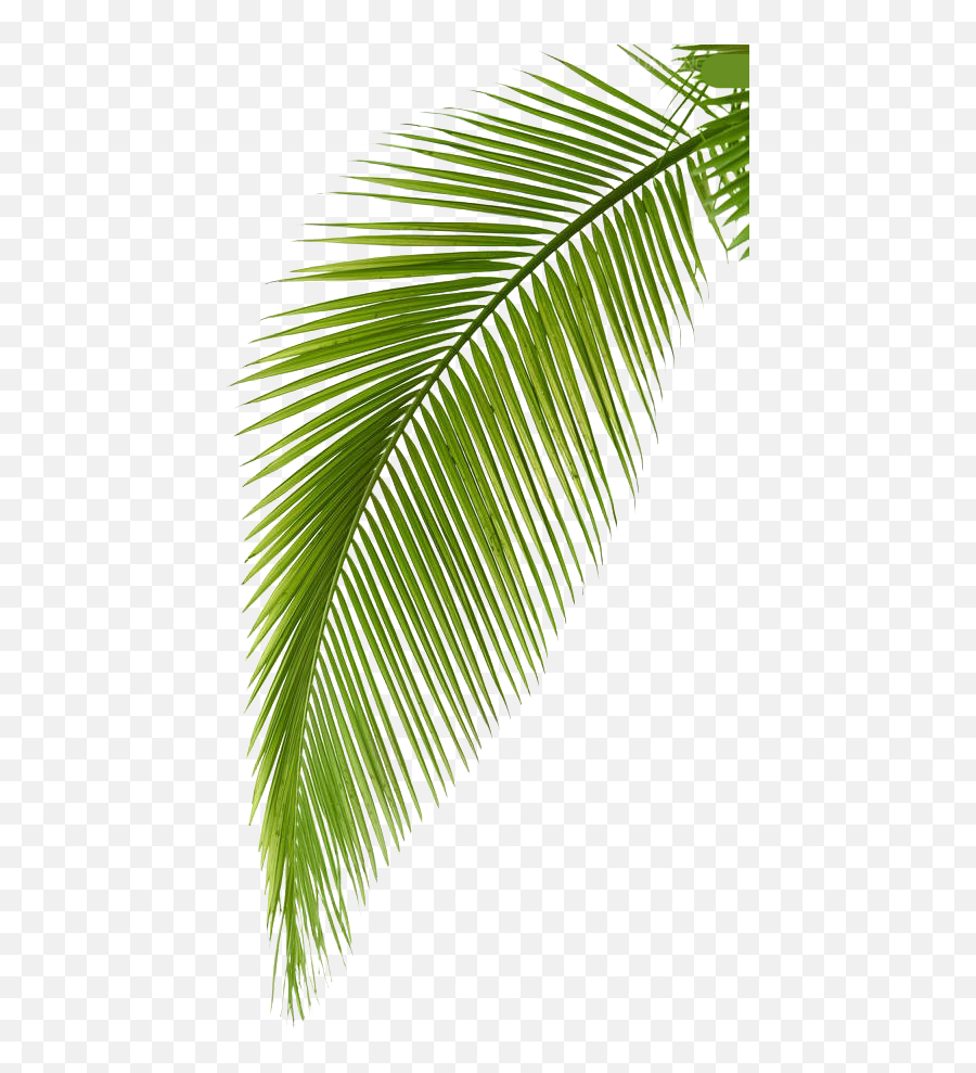 Palm Arecaceae Photography Leaf Branch Free Hq Image - Palm Transparent Background Coconut Leaf Png,Palm Tree Leaves Png