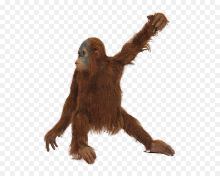 Real Monkey Png Picture 771177 - Orangutan Transparent Background,Monkey Transparent Background
