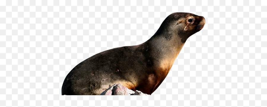 Seals - California Sea Lion Png,Sea Lion Png