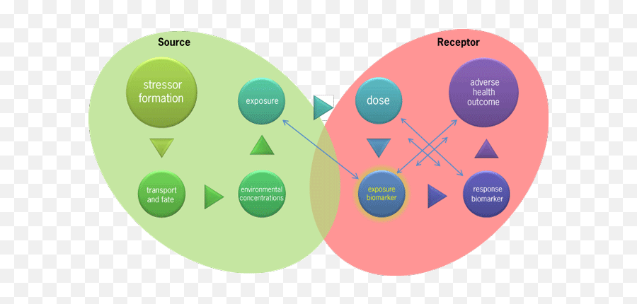 Biomarkers Key To Exposure Reconstruction - Accessscience Language Png,Biomarker Icon