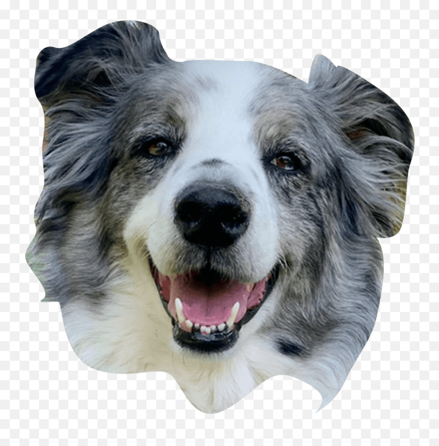 The Ceros Pet Calendar 2021 Digital Edition - Ceros Inspire Canine Tooth Png,Australian Shepherd Icon