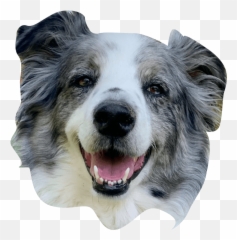 The Ceros Pet Calendar 2021 Digital Edition - Ceros Inspire Canine Tooth Png,Australian Shepherd Icon