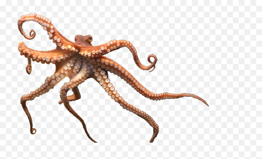 Octopus Png Free Image U2013 Lux - Giant Pacific Octopus Transparent Background,Sea Star Icon