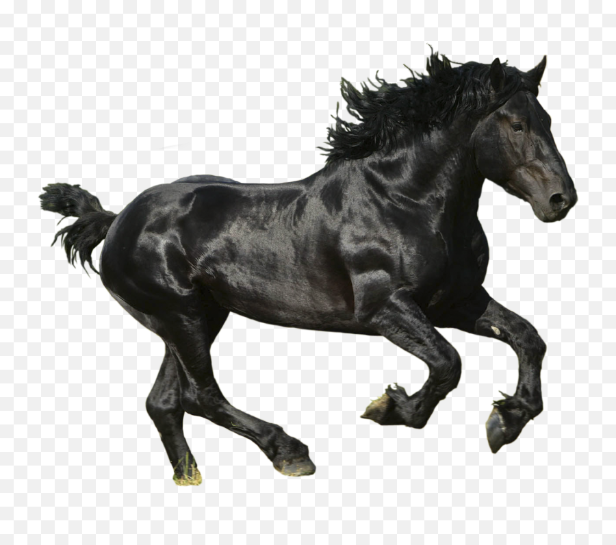 Black Horse Running Png Image With - Black Horse Png,Horse Running Png