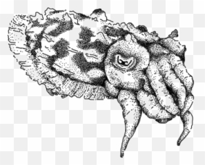 Cuttlebase - Sketch png