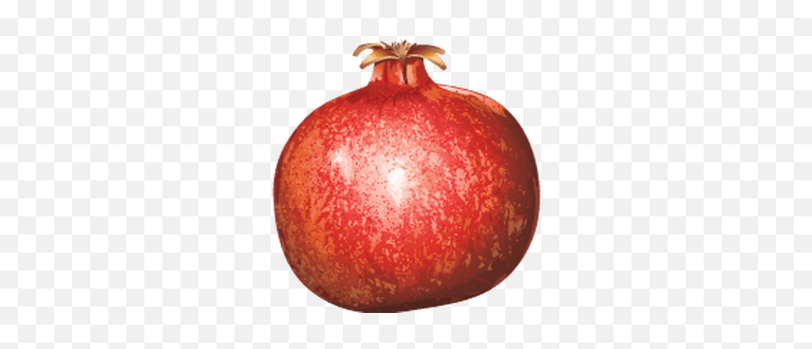 Pomegranate Transparent Png - Promegranate Png,Pomegranate Transparent