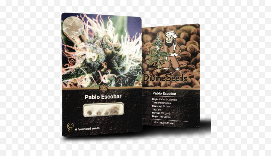 Seeds Of Pablo Escobar - Buy Marijuana Seeds With Fruit Flavor Png,Pablo Escobar Png