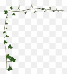 Transparent Vine Border Png - Ivy Clipart