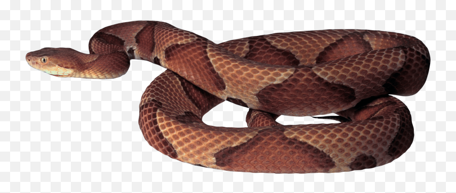 Download Brown Snake Png Image For Free - Copperhead Snake White Background,Snake Transparent Background