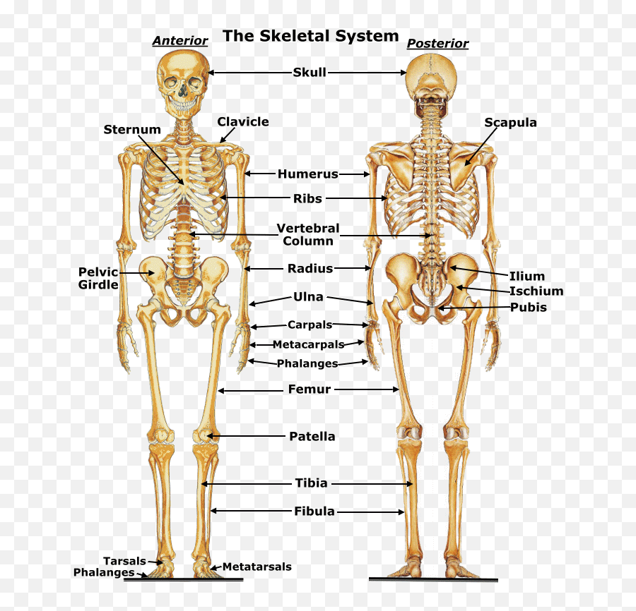 The Skeletal System - Lessons Tes Teach Human Body Skeletal System Png,Bone Transparent