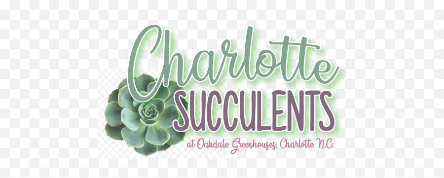 Charlotte Succulents By Oakdale Greenhouses Nc - Desert Rose Png,Succulents Png