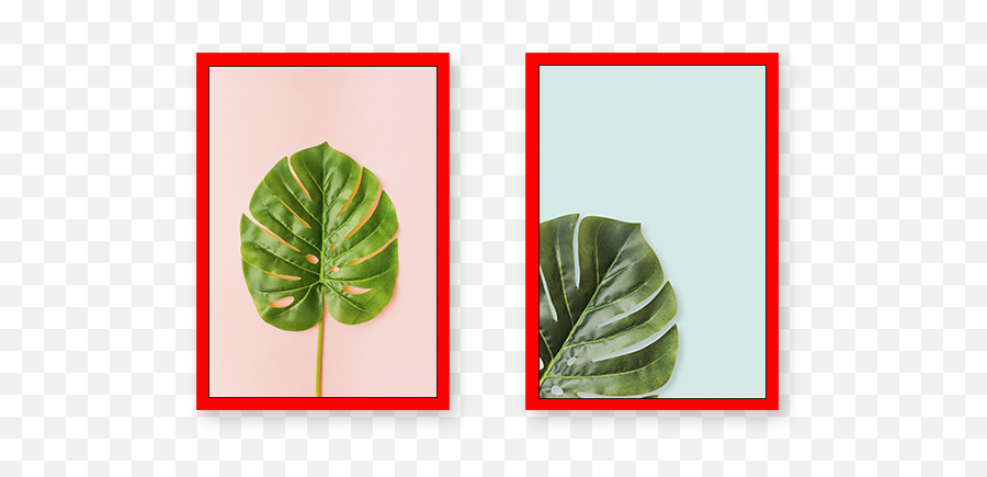 Monstera Deliciosa - Set Of 2 Frames Anthurium Png,Monstera Leaf Png