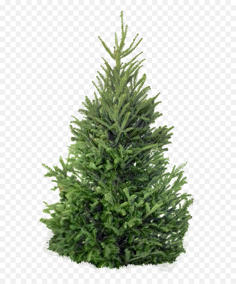 Bim Object - Image Entourage Fir Tree 9 Plants 2d Images Small Pine Tree Png,Tree Cutout Png