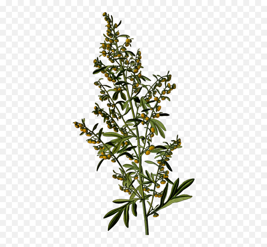 Plantleafshrub Png Clipart - Royalty Free Svg Png Wormwood Png,Shrub Png