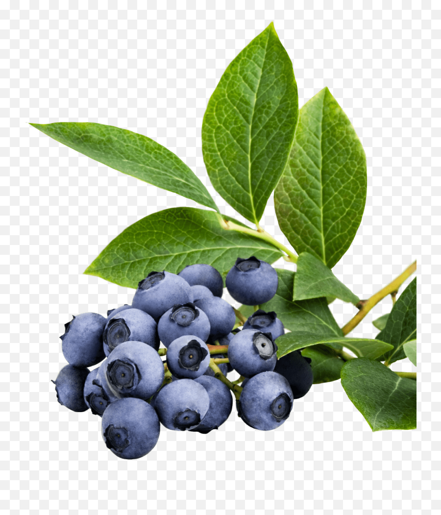 Home - Huckleberry Png,Blueberry Transparent Background
