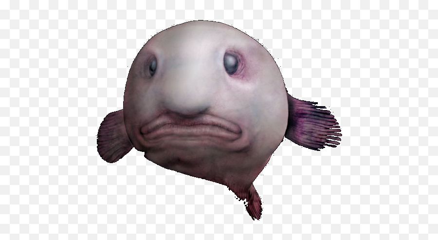 Transparent Png Image - Creatures From The Bottom Of The Ocean,Blobfish Png