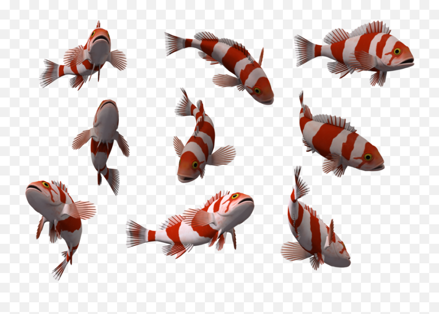 Fish Png Images Tier3xyz Fishes