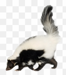 Skunk Removal Prevention - Polecat Skunk Png,Skunk Transparent