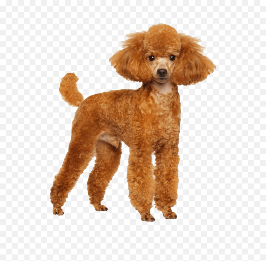 Poodle Png - Poodle Pomapoo Dog 2546363 Vippng Full Grown Cavapoos Adults,Courage The Cowardly Dog Png