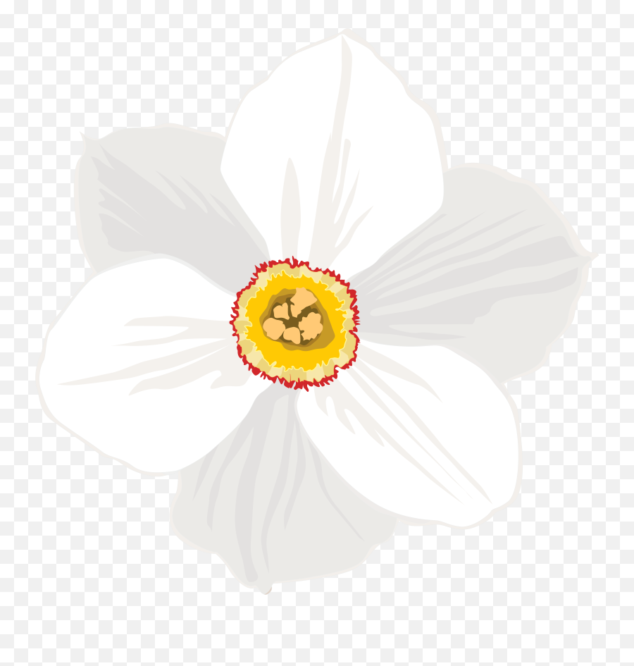 Download Hd Daffodil Clipart Png
