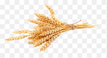 Industria Molinera De Trigo - Common Wheat Png,Trigo Png