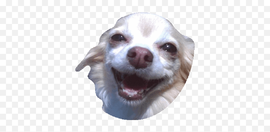 Dog Gif - Dog Discover U0026 Share Gifs Funny Dog Face Sticker Png,Transparent Dog Gif