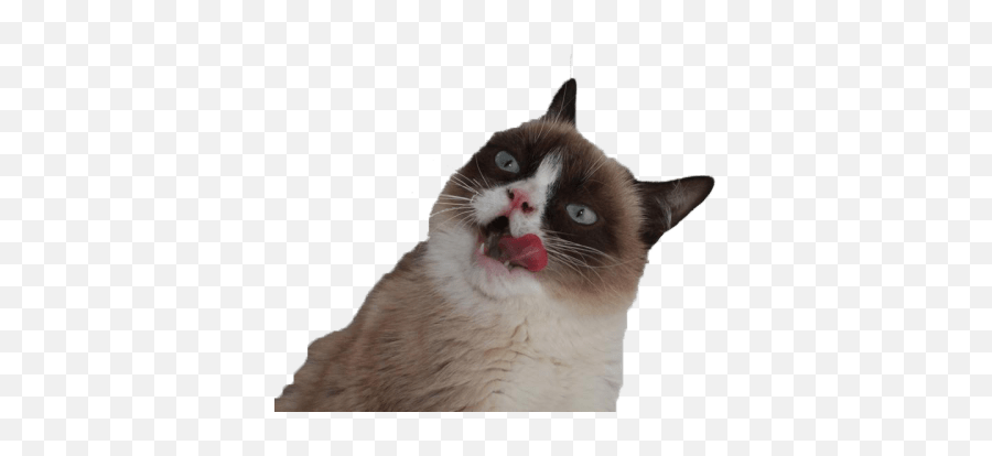 Grumpy Cat Tongue Pnglib U2013 Free Png Library - Transparent Background Grumpy Cat Png,Feelsgoodman Transparent