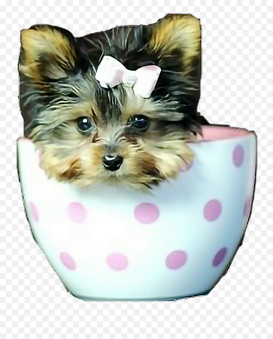 Poppies Poppy Teacuppuppy Yorkie Yorkiepuppies Dog - Teacup Smallest Dogs In The World Png,Poppies Png