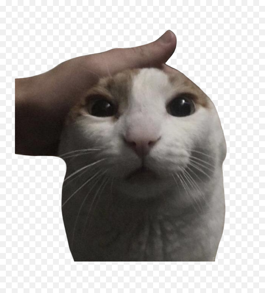 Me Petting My Cat After I Erased The - Meme Me Petting My Cat Png,Cat Meme Icon