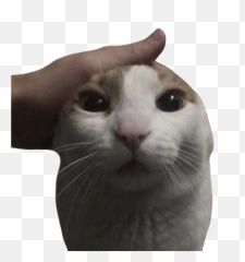 Me Petting My Cat After I Erased The - Meme Me Petting My Cat Png,Cat Meme Icon