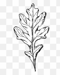 Free Vintage Digital Stamps Stamp - Oak Tree White Oak Leaf Clip Art Png,Tree From Above Png