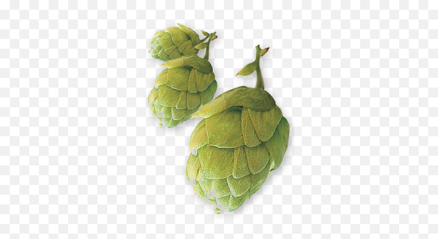 Download East Kent Golding Uk Pellet Hops - Hop Cone Png East Kent Golding Hop,Hops Png