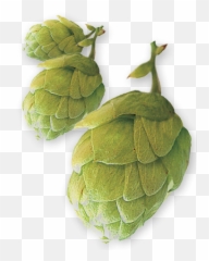 Download East Kent Golding Uk Pellet Hops - Hop Cone Png East Kent Golding Hop,Hops Png