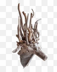 Driftwood Fantasy Animal Head Sculpture U2014 145 Antiques Png