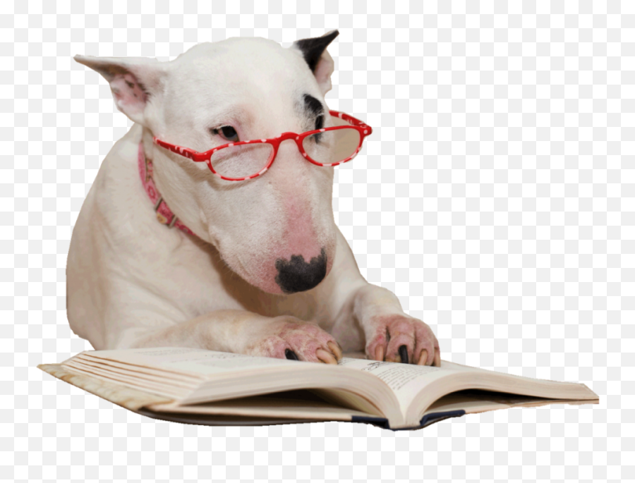 Dog Reading No Background - Harmonious Hounds Bull Terrier Transparent Background Png,Puppy Transparent Background