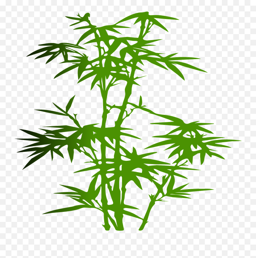 Bamboo Plant Green - Oriental Png,Bamboo Leaves Png