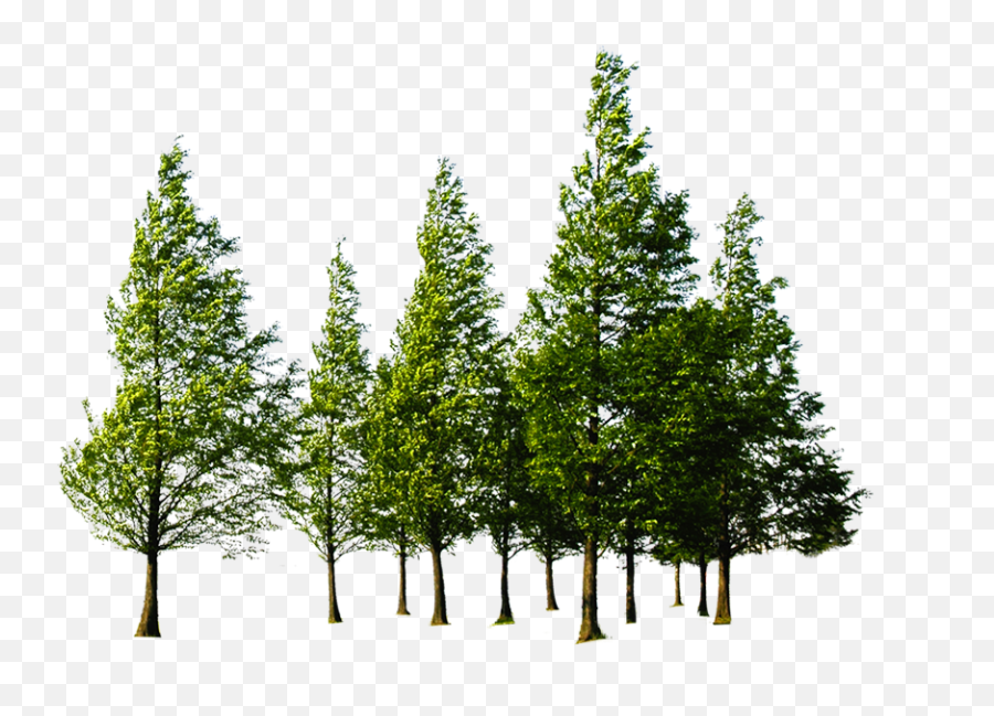 Forest Png Transparent Images All - Pine Tree Forest Png,Pine Tree Transparent Background