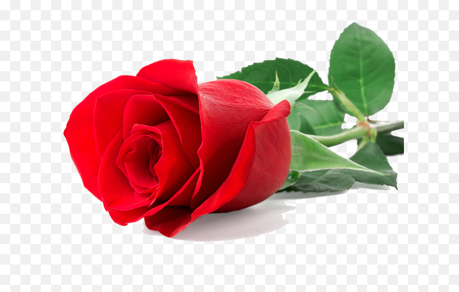Download Single Red Rose Hq Png Image - Single Red Rose Png,Red Rose Png
