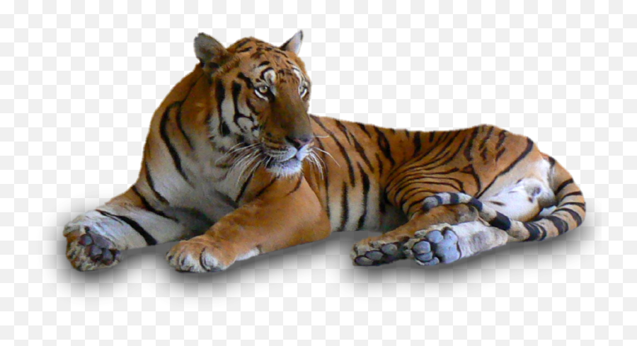 4256455157 Tigers - Tigers In Black And White Png,Tigers Png