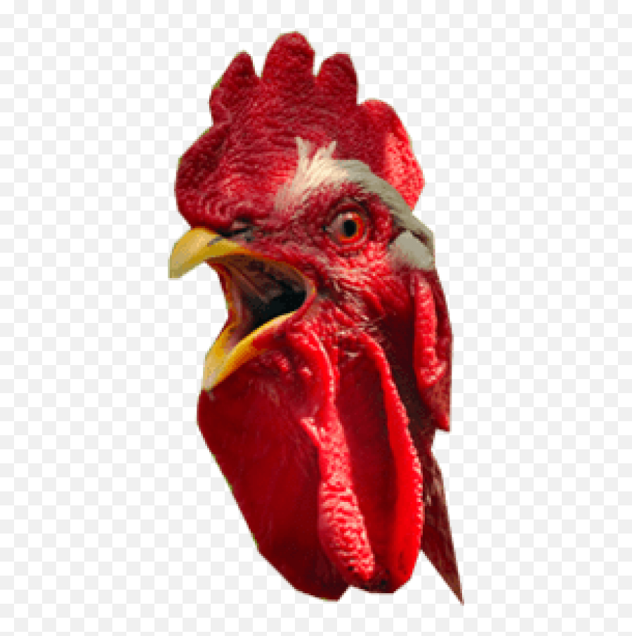 Free Transparent Png Images On Chicken Head