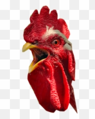 Free Transparent Png Images On Chicken Head