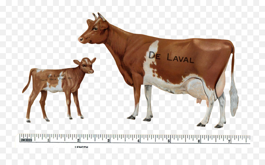 Cute Cow Png - Guernsey Cattle Calf Jersey Cattle Beef Dairy Cattle,Cow Png