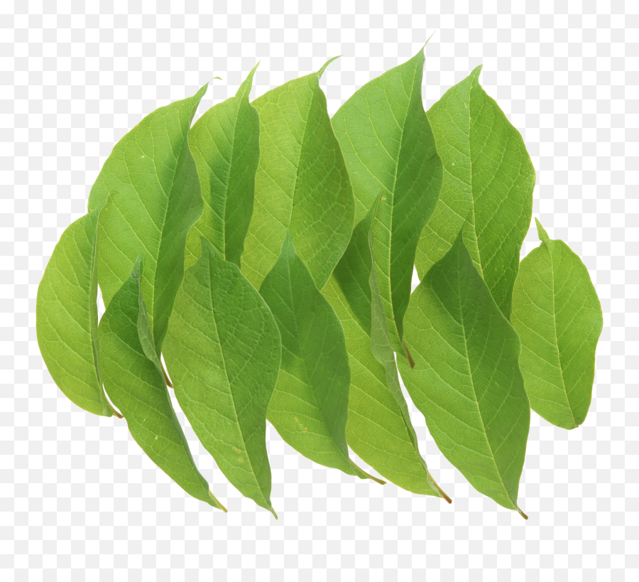 Green Leaves - Portable Network Graphics Png,Foliage Png