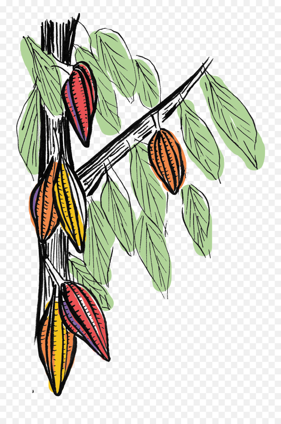 Chocolate From Bean To Bar - Cacao Illustration Png,Cacao Png